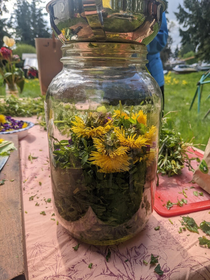 A jar three quarters full of springtime weedy herbs, including dandelion flowers, with a funnel resting on top before being covered in vinegar, resting on a table outside