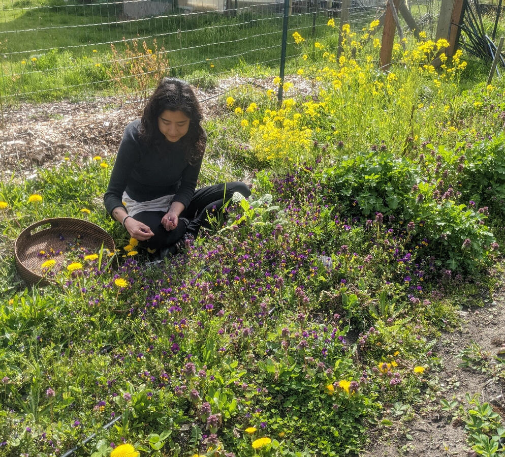 a collective member sits cross legged in a fenced garden picking violet flowers into a wide basket, surrounded by yellow and purple flowering weeds