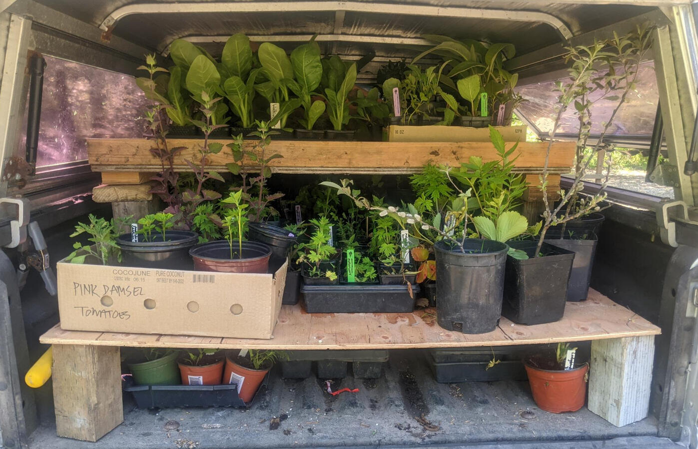 A covered truck bed with two shelved of vegetable and herb plant starts of various sizes